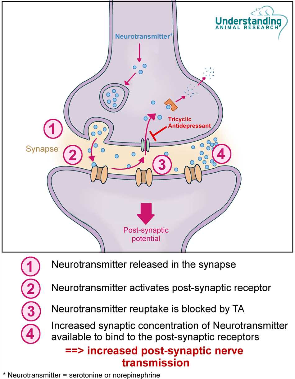Mechanisms of action of amitriptyline and sertraline