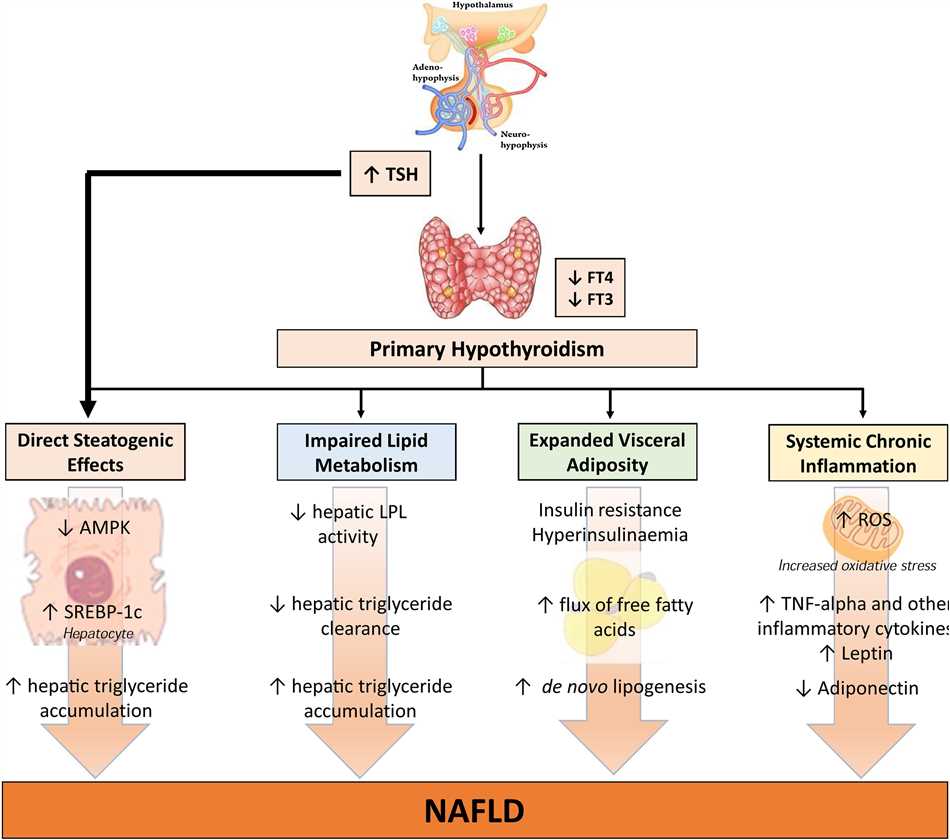 Amitriptyline and hypothyroidism