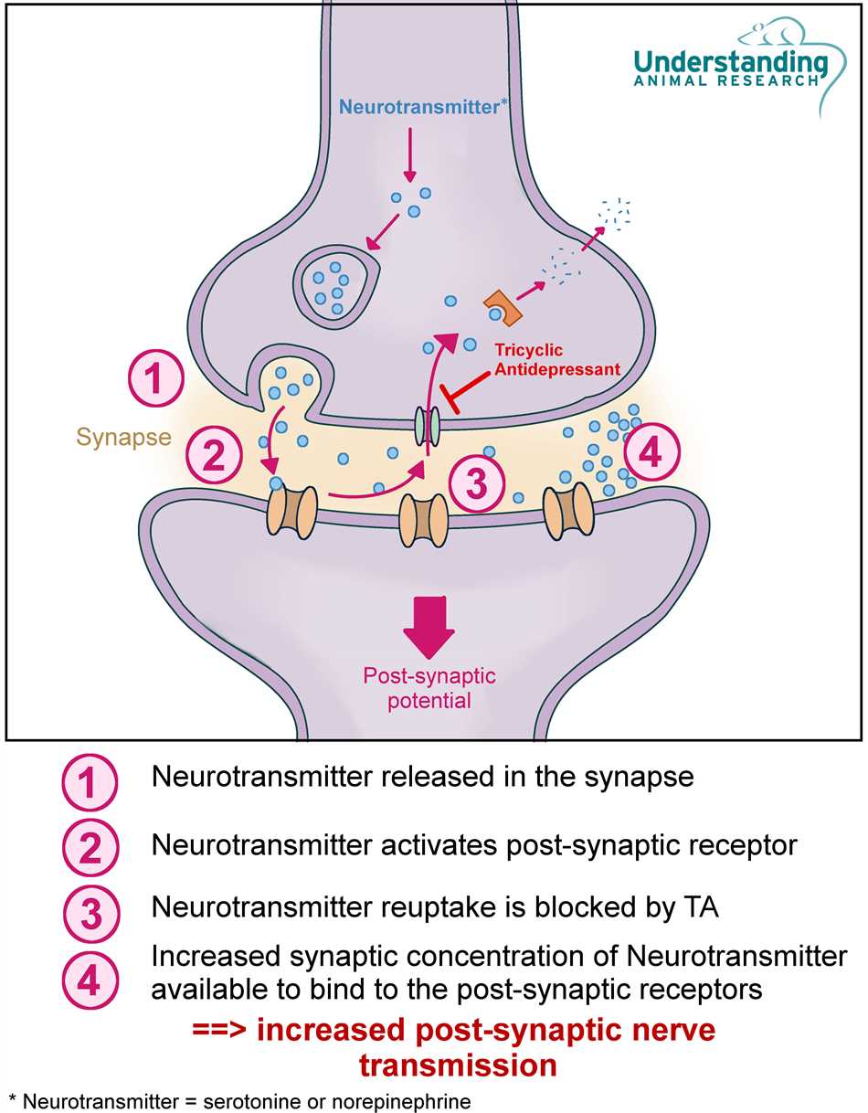 Amitriptyline and penicillin